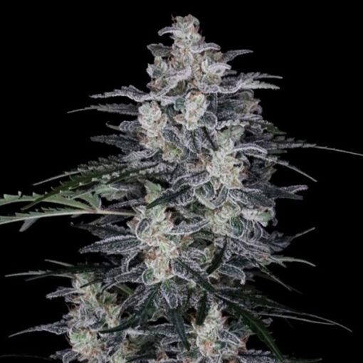 Auto MacNana fem. DNA Genetics