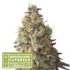Auto Mack & Crack fem. Seedstockers Superior