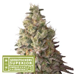 Auto Mack & Crack fem. Seedstockers Superior