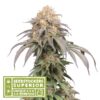 Auto Mandarin Panties fem. Seedstockers Superior