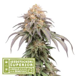 Auto Mandarin Panties fem. Seedstockers Superior