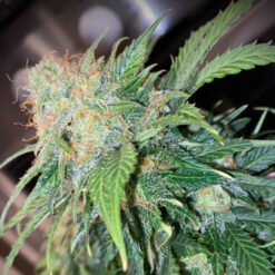 Auto Mandarine Cream 3 u. fem Pure Instinto