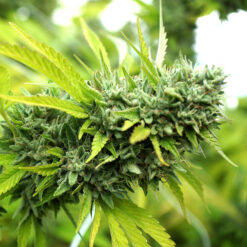Auto Mango Og fem. Humboldt Seed Organization