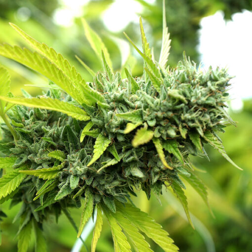 Auto Mango Og fem. Humboldt Seed Organization