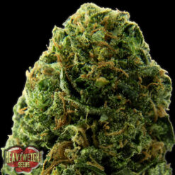 Auto Massive Midget fem. Heavyweight Seeds