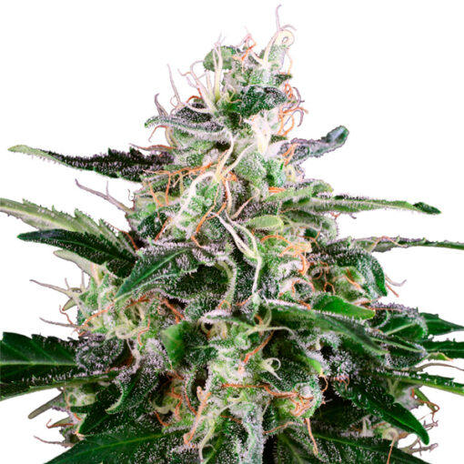 Auto Master Kush fem. White Label
