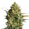 Auto Master Kush fem. Nirvana