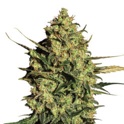 Auto Master Kush fem. Nirvana