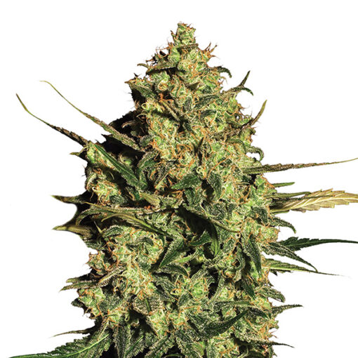 Auto Master Kush fem. Nirvana