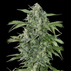 Auto Maxi Haze fem. Grassomatic