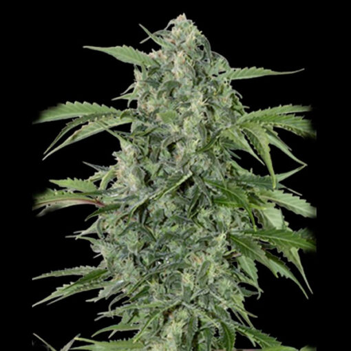 Auto Maxi Haze fem. Grassomatic