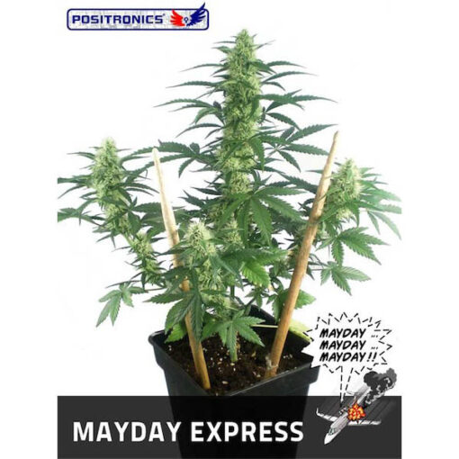 Auto Mayday Express fem. Positronics Seeds