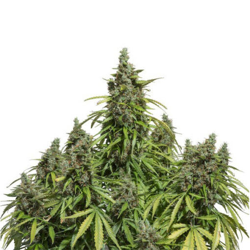 Auto Mazar fem. Dutch Passion