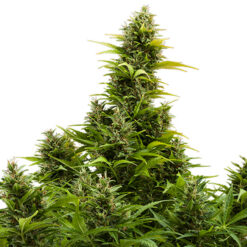 Auto Medikit CBD. Buddha Seeds