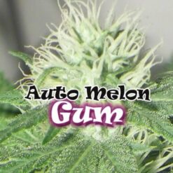 Auto Melon Gum fem. Dr Underground