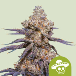 Auto Mexican Rush  10 u. fem. Royal Queen