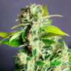 Auto Mikromachine fem. Kannabia Seeds