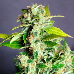 Auto Mikromachine fem. Kannabia Seeds