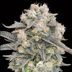 Auto Mimosa fem. 00 Seeds