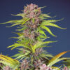 Auto Mimosa Bruce Banner XL fem. Sweet Seeds