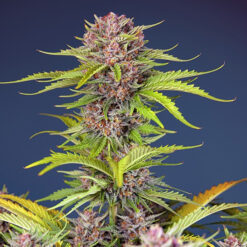 Auto Mimosa Bruce Banner XL fem. Sweet Seeds