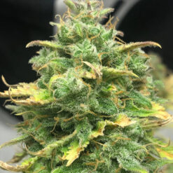 Auto Mimosa Cake 3 u. fem Pure Instinto