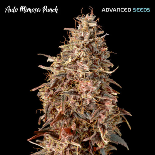 Auto Mimosa Punch Advanced Seeds