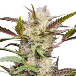 Auto Mimosa Punch fem. Dutch Passion