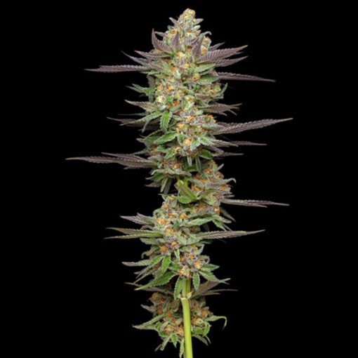 Auto Mint Jelly 5 u. fem Humbold Seeds Company