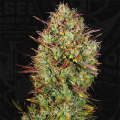 Auto Mk - Ultra fem. T.H. Seeds