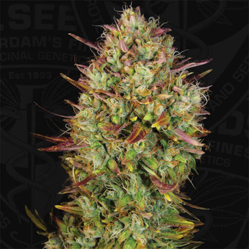 Auto Mk - Ultra fem. T.H. Seeds