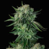 Auto Moby Dick fem. FastBuds Seeds