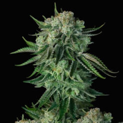 Auto Moby Dick fem. FastBuds Seeds