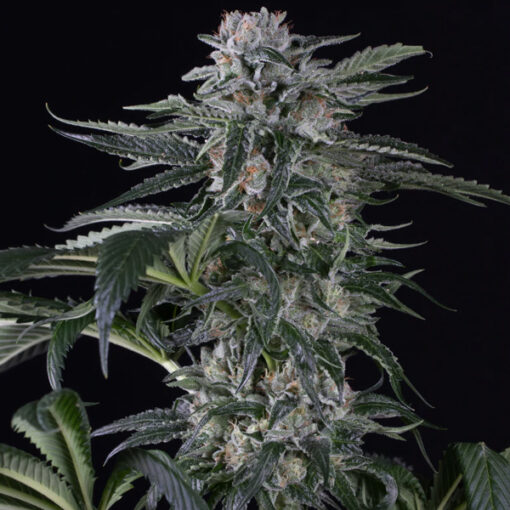 Auto Moby Dick fem. Silent Seeds