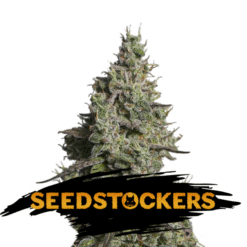 Auto Moby Dick fem. Seedstockers