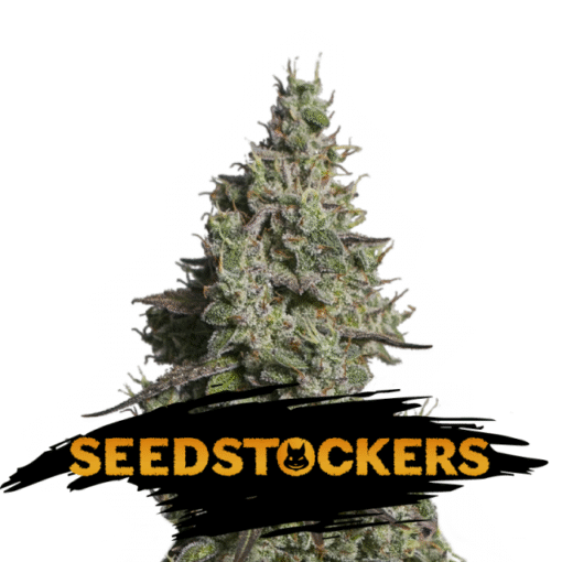 Auto Moby Dick fem. Seedstockers