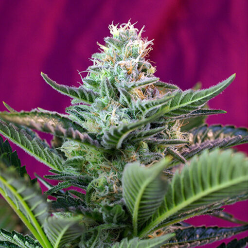 Auto Moham Ram fem. Sweet Seeds