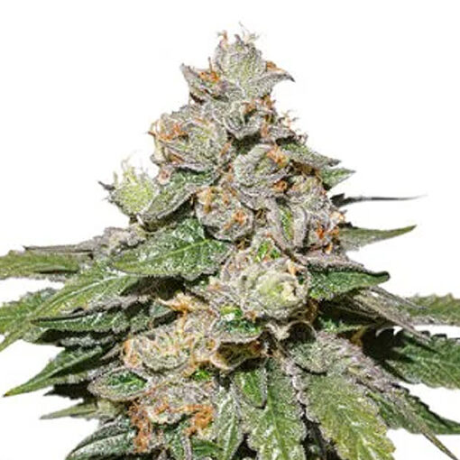 Auto Mokum´s Tulip fem. Dutch Passion
