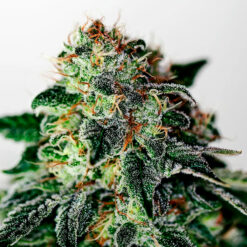 Auto Mystic Cookie fem. Positronics Seeds