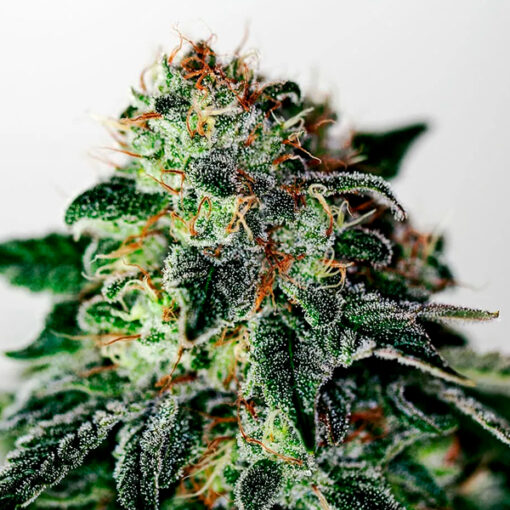 Auto Mystic Cookie fem. Positronics Seeds