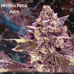 Auto Mystical Punch fem. Nemeseeds