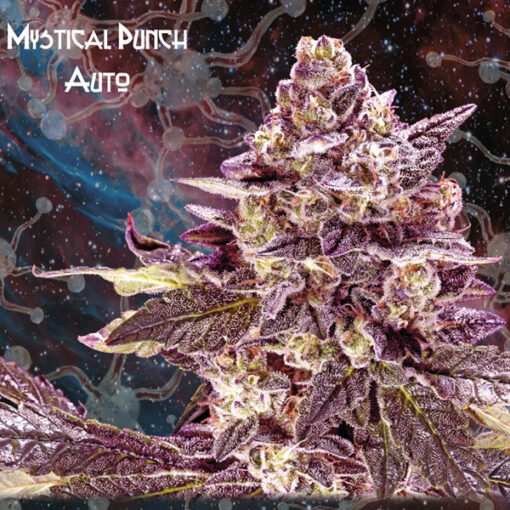 Auto Mystical Punch fem. Nemeseeds