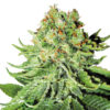 Auto NL fem. White Label