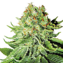 Auto NL fem. White Label