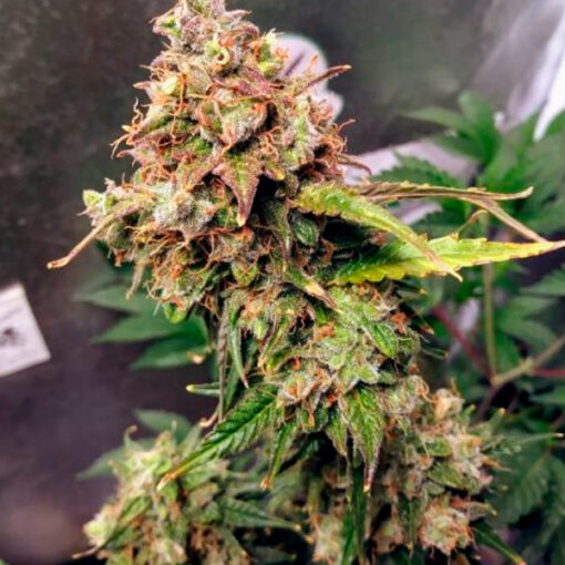 Auto NL fem. Female Seeds