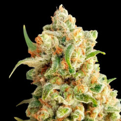 Auto NY Diesel. Expert Seeds
