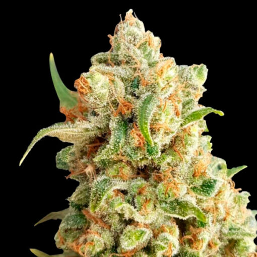 Auto NY Diesel. Expert Seeds