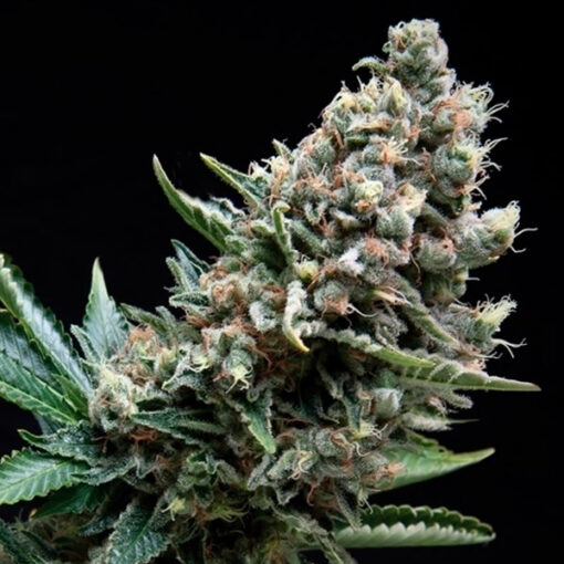 Auto Nefertiti fem. Pyramid Seeds