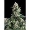 Auto New York City fem. Pyramid Seeds