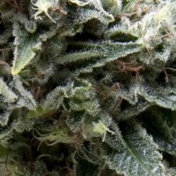 Auto New York City CBD fem. Pyramid Seeds